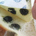 実験後:パンを使った防カビ実験